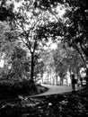 Road in forest (Black and white) Royalty Free Stock Photo