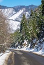 Road in forest in caucasus mountains. winter snow and pine trees. Bakuriani Royalty Free Stock Photo