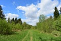 Road in the forest. Coniferous deciduous trees, young foliage and grass. Cloudy sky. Green