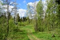 Road in the forest. Coniferous deciduous trees, young foliage and grass. Cloudy sky. Green