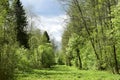 Road in the forest. Coniferous deciduous trees, young foliage and grass. Cloudy sky. Green