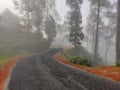 Road and forest covered with fog