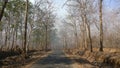 A road through the forest of Dandeli Royalty Free Stock Photo