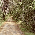 Road in Forest Royalty Free Stock Photo