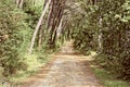 Road in Forest Royalty Free Stock Photo