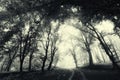 Road through forest with fog. Mysterious dark haunted Halloween scene