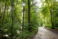 Road through the forest and green thickets