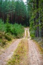 Road in the forest in late autumn, forestry. Selective focus Royalty Free Stock Photo