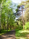 Road in the forest