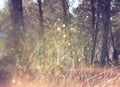 Road in forest and light burst. processed image as fantasy or magical concept Royalty Free Stock Photo