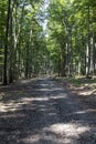 Road in the forest in the Little Carpathian mountains, Slovakia Royalty Free Stock Photo