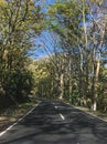 Road in the forest