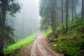 Road through forest mountain