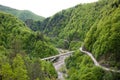 Road through forest