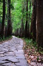 The road in the forest