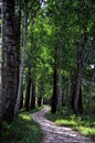 The road in the forest