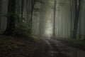 Road in forest with mysterious fog Royalty Free Stock Photo