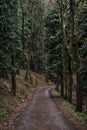 Road in the forest.