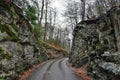 Road in the forest near Hohenschwangau castle in Germany