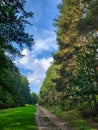 Road in the forest, path for walking among the trees, summer day Royalty Free Stock Photo