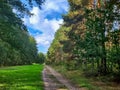 Road in the forest, path for walking among the trees, summer day Royalty Free Stock Photo