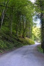 road in the forest in perspective. National park Appennino Tosco-Emiliano. Lagdei, Emilia-Romagna