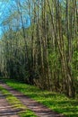 Road in forest