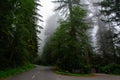 Road in the forest Redwood National Park, California USA Royalty Free Stock Photo