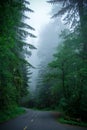 Road in the forest Redwood National Park, California USA Royalty Free Stock Photo