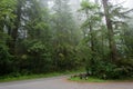 Road in the forest Redwood National Park, California USA Royalty Free Stock Photo