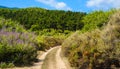 Road through the forest - road to the woods - unpaved road through the bushes near the sea in Greece landscape