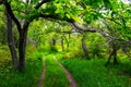 Road through the forest