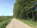 Road in forest in Siauliai county during sunny day