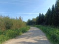 Road in forest in Siauliai county during sunny day