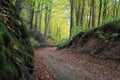 Road in forest small valley Royalty Free Stock Photo