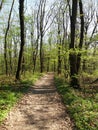 Road in the forest, Springtime