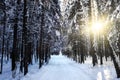 Winter road in the forest