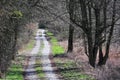 Road in the forest with sun from the fide. Royalty Free Stock Photo