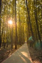 Road in the forest. Sunlight rays through trees lush. Tranquil landscape. Empty way in woods. Path in perspective in natural park Royalty Free Stock Photo