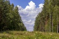 Road in the forest. A sunny day in a green forest. Shadow of trees on the road. Summer