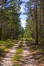 Road in the forest. A sunny day in a green forest. Shadow of trees on the road.