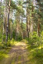 Road in the forest. A sunny day in a green forest. Shadow of trees on the road.