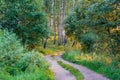 Road in forest at sunrise sunlight