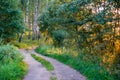 Road in forest at sunrise sunlight