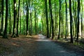 The road in a forest in sunshine