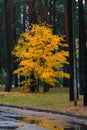 Road in the forest, surrounded by colorful trees. Autumn landscape Royalty Free Stock Photo