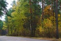 Road in the forest, surrounded by colorful trees. Autumn landscape Royalty Free Stock Photo