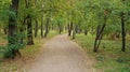 Road in the forest surrounded by tall trees with green young leaves and green grass Royalty Free Stock Photo