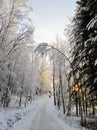 Road in a forest surrounded by trees covered in the snow under the sunlight in Larvik in Norway Royalty Free Stock Photo