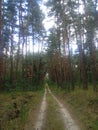 The road in the forest between tall pines Royalty Free Stock Photo